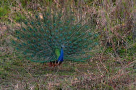 burung-merak 28 senarai